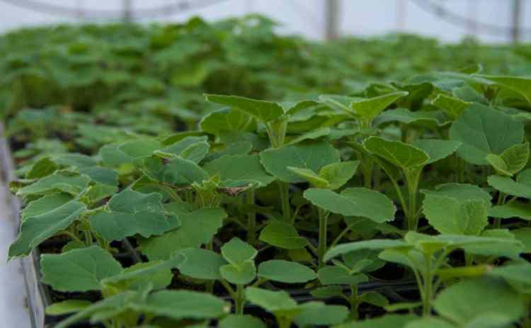 Paulownia in vitro Pflanzen versus Samen 