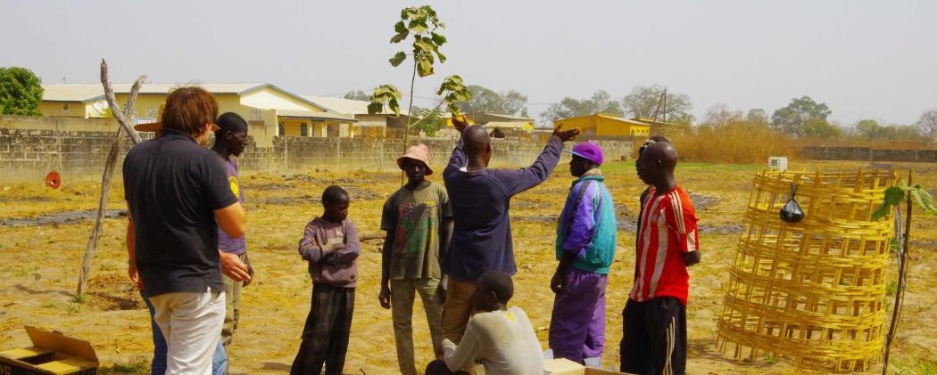 Paulownia Pflanzung im Senegal