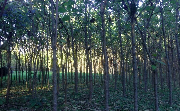 Kiri Paulownia Paulownia wood Biomass cathaia com