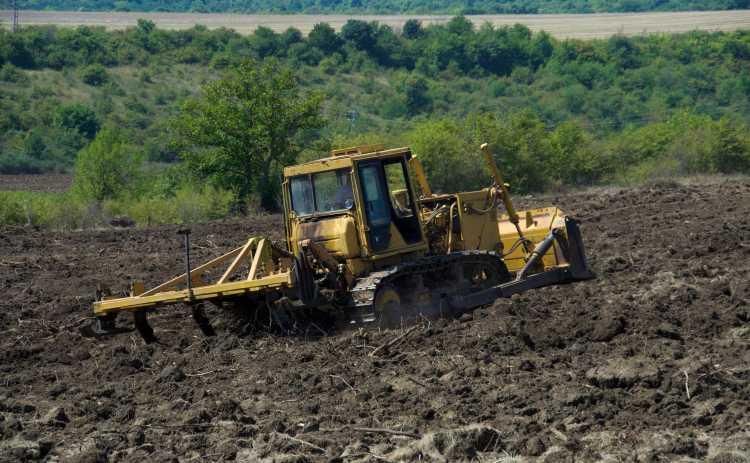 Paulownia - preparation of the soil